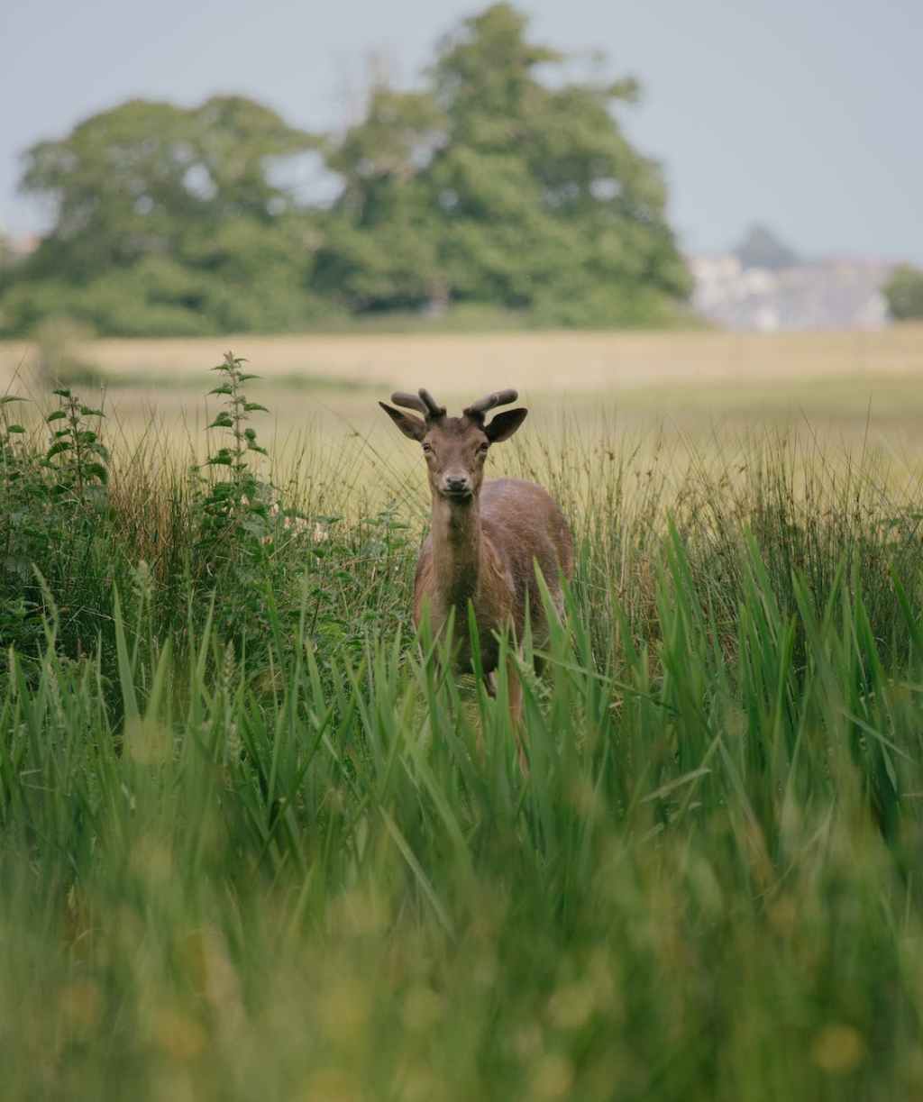Study Suggests Red Deer Become More Introverted With&nbsp;Age