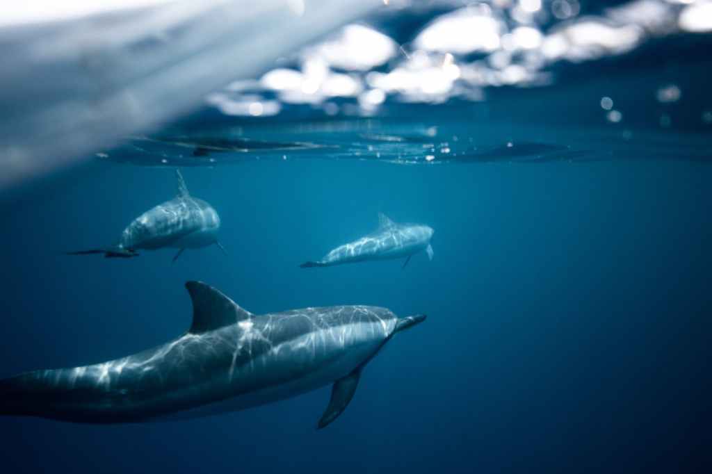 Dolphins Reveal the Health of the Gulf of&nbsp;Mexico